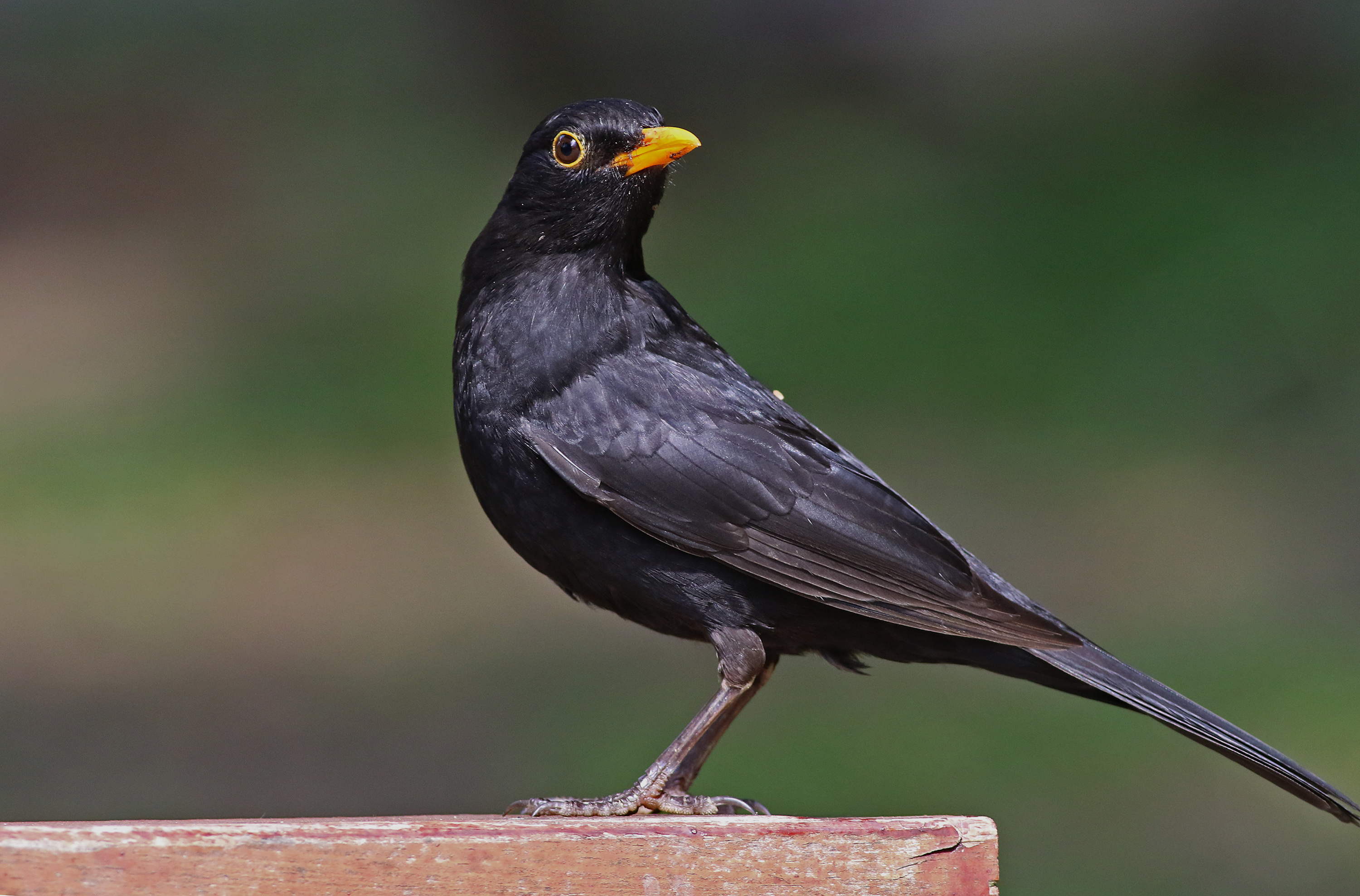 Eurasian Blackbird